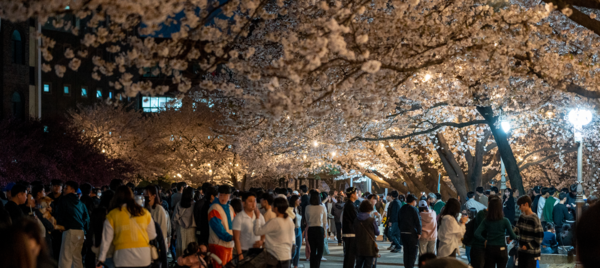 평택대학교가 지난 3일부터 오는 13일까지 일정으로 ‘벚꽃, 평택대에 물들다’ 벚꽃 축제를 개최하고 있는 가운데 축제장을 찾은 시민들이 봄의 정취를 만끽하고 있다. /평택대 제공
