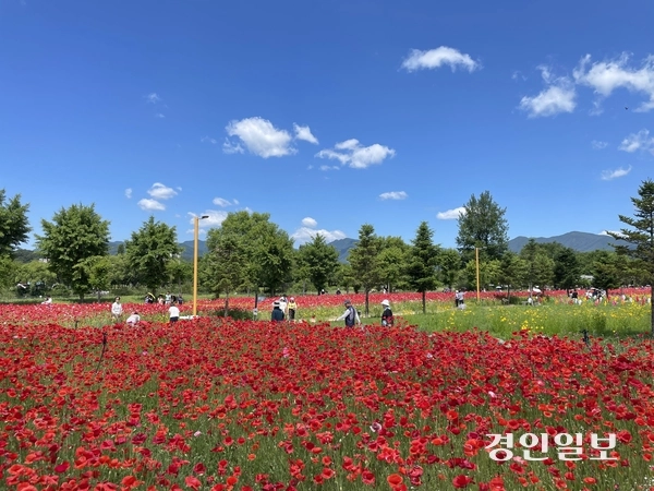 2024년 가평군 자라섬에서 봄 Colorful Garden 자라섬 꽃 페스타가 열리고 있다. /경인일보DB