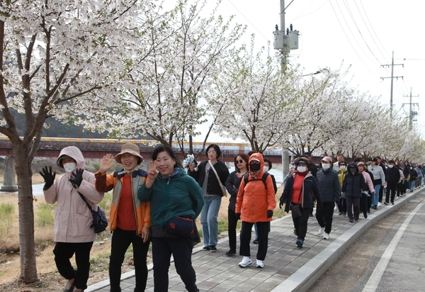 지난 13일 가평로타리클럽 제55주년 지구의 날 기념 및 제29년차 건강걷기대회에 참석한 시민 등이 벚꽃이 만개한 가평천 산책로를 걸으며 봄기운을 만끽하고 있다. 2025.4.13 가평/김민수기자kms@kyeongin.com