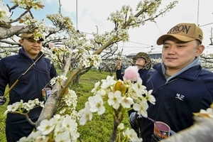 해군 2함대, 배꽃 개화기 맞아 농가 봉사활동 ‘지역사랑 실천’