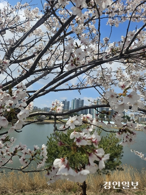 파주 운정 호수공원은 밤에도 벚꽃과 조명을 감상하려는 주민들로 북적대면서 주변 식당 등 상권도 활성화 되고 있다. 파주/이종태기자 dolsaem@kyeongin.com