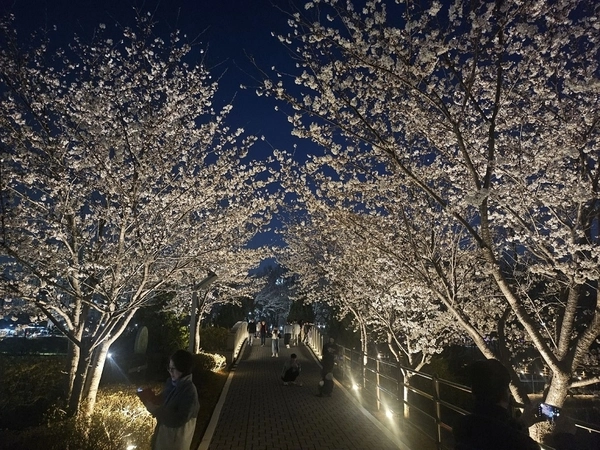 파주시 운정신도시 호수공원이 벚꽃과 조명이 어우러지면서 야간 산책 명소로 부상하고 있다. /파주시 제공