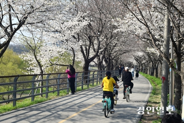 양평군 양평읍 소재 갈산공원엔 남한강변을 따라 조성된 약 10㎞ 길이의 산책로인 물소리길이 조성돼 있다. 산책로 좌우로 빼곡히 심어진 벚나무를 볼 수 있으며 자전거길도 있어 가족과 나들이 가기 좋은 장소다. 2025.4.11 양평/장태복기자 jkb@kyeongin.com