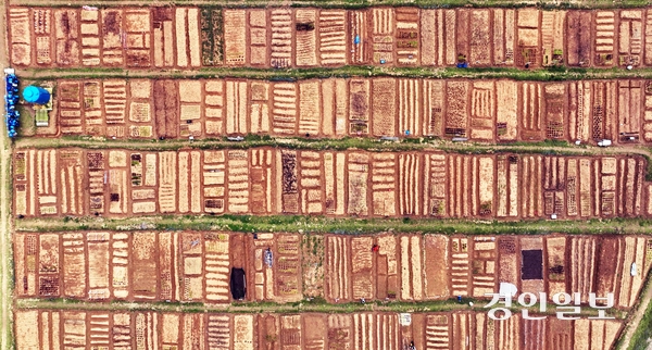 절기상 곡우 (穀雨)를 사흘 앞둔 17일 오전 안산시 단원구 초지동 주말농장에서 도시농부들이 텃밭을 가꾸고 있다. 2024.4.17 /임열수기자 pplys@kyeongin.com
