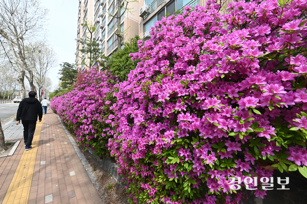 낮 최고기온이 25도까지 상승하는 등 포근한 봄날씨를 보인 17일 오전 수원시 권선구의 한 거리에 철쭉이 활짝 피어있다. 2025.4.17 /최은성기자 ces7198@kyeongin.com