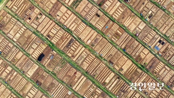 절기상 곡우 (穀雨)를 사흘 앞둔 17일 오전 안산시 단원구 초지동 주말농장에서 도시농부들이 텃밭을 가꾸고 있다. 2024.4.17 /임열수기자 pplys@kyeongin.com