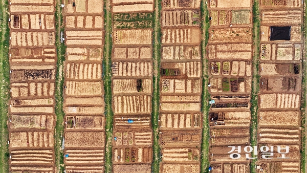 절기상 곡우 (穀雨)를 사흘 앞둔 17일 오전 안산시 단원구 초지동 주말농장에서 도시농부들이 텃밭을 가꾸고 있다. 2024.4.17 /임열수기자 pplys@kyeongin.com