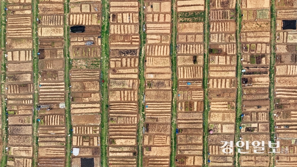 절기상 곡우 (穀雨)를 사흘 앞둔 17일 오전 안산시 단원구 초지동 주말농장에서 도시농부들이 텃밭을 가꾸고 있다. 2024.4.17 /임열수기자 pplys@kyeongin.com