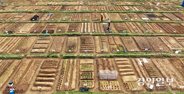 절기상 곡우 (穀雨)를 사흘 앞둔 17일 오전 안산시 단원구 초지동 주말농장에서 도시농부들이 텃밭을 가꾸고 있다. 2024.4.17 /임열수기자 pplys@kyeongin.com