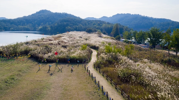 청암산 억새길에는 약 400m 길이의 마사토 길이 조성돼 있다. /군산시 제공