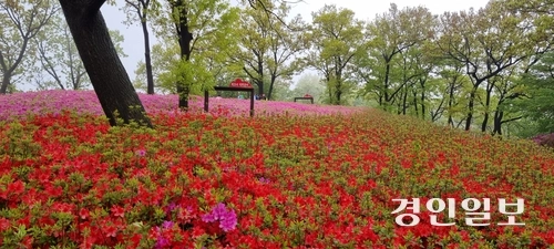 파주 월롱산 철쭉동산에 10만 주 철죽이 만개해 장관을 이루고 있다. 2025.5.3 파주/이종태기자 dolsaem@kyeongin.com
