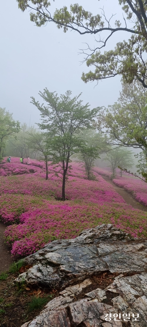 비내리는 파주 월롱산 철쭉동산에 10만 주 철죽이 만개해 몽환적 분위기를 이루고 있다. 2025.5.3 파주/이종태기자 dolsaem@kyeongin.com