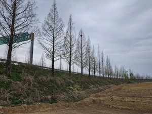 메타세쿼이아 수십그루 절단… 평택시, 개발행위 인허가 과정 등 전격 감사