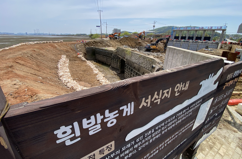 안내하면 뭐하나… 파괴된 ‘흰발농게’ 서식지