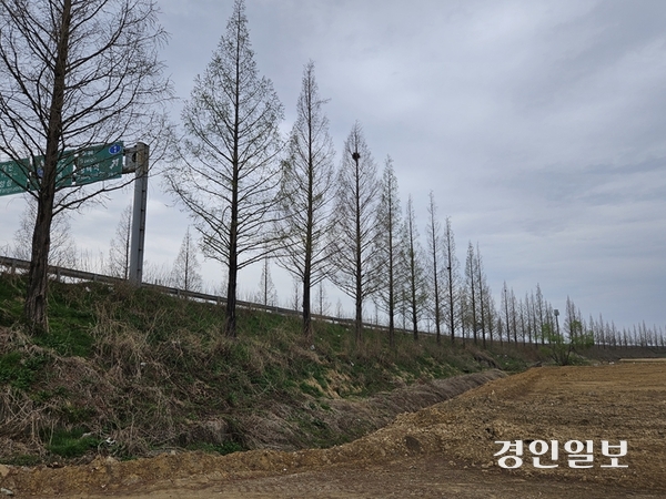 드라이브 코스로 유명한 평택 국도 38호선 메타세쿼이아 나무들. 6㎞에 걸쳐 길게 서 있는 1천여 그루의 나무들은 사계절 시민들에게 즐거움을 주는 존재였지만, 이중 수십여 그루가 잘려나가 황량함을 주고 있다. 평택/김종호기자 kikjh@kyeongin.com