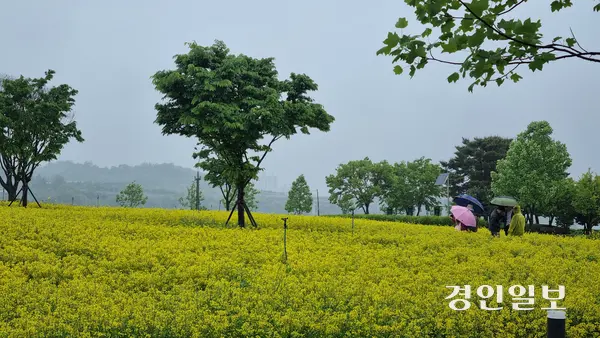 유채꽃 축제 첫날 강한 바람과 함께 비가 내리면서 축제의 흥을 느끼기는 어려웠다. 한편 우산을 쓰는 불편함을 제외하면 운치있는 풍경을 만끽하는 시민들도 눈에 띄었다. 2025.5.9 구리/권순정기자 sj@kyeongin.com