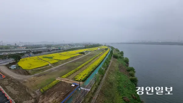 고덕토평대교를 건너다보면 구리시가 꾸민 한강시민공원이 노란색으로 물들어 운전자들도 설레게 한다. 2025.5.9 구리/권순정기자 sj@kyeongin.com