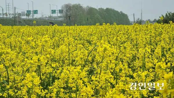 노란 유채꽃이 축제기간을 맞아 활짝 피었다. 2025.5.9 구리/권순정기자 sj@kyeongin.com
