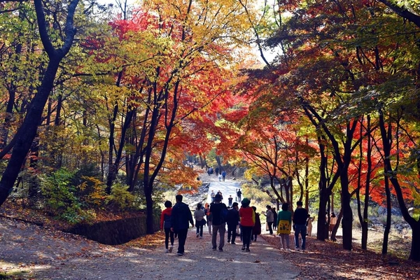 단풍이 물든 관악수목원에서 시민들이 풍경을 즐기며 산책하는 있다. /안양시 제공