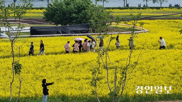 ‘가정의 달’ 5월을 맞아 지난 9일부터 11일까지 구리한강시민공원에서 ‘2025 구리 유채꽃 축제’가 펼쳐졌다. 축제를 찾은 방문객들이 유채꽃 밭을 거닐거나 인증샷을 찍으며 봄날 추억을 만들고 있다. 2025.5.11 구리/권순정기자 sj@kyeongin.com