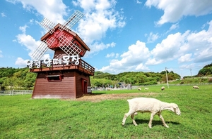 자연 속에서 동물과 교감하는 힐링 여행… 양평양떼목장