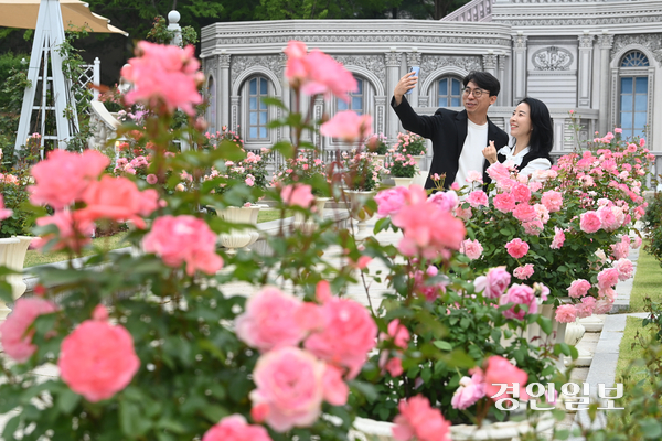 15일 오후 용인시 에버랜드 로즈가든을 찾은 시민들이 활짝 핀 장미 앞에서 추억을 남기고 있다. 에버랜드는 오는 16일부터 720품종 300만 송이의 장미가 만발하는 ‘로즈가든 로열 하이티’를 개최한다. 2025.5.15 /최은성기자 ces7198@kyeongin.com