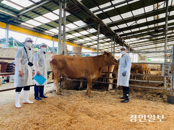 경기도가 오는 9월 20일부터 21일까지 파주시 임진각 평화누리 공원에서 ‘제57회 경기도 한우경진대회’를 개최한다. /경기도 제공