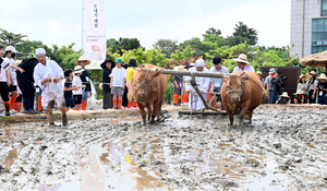 [화보] 겨릿소 써레질 시연 행사