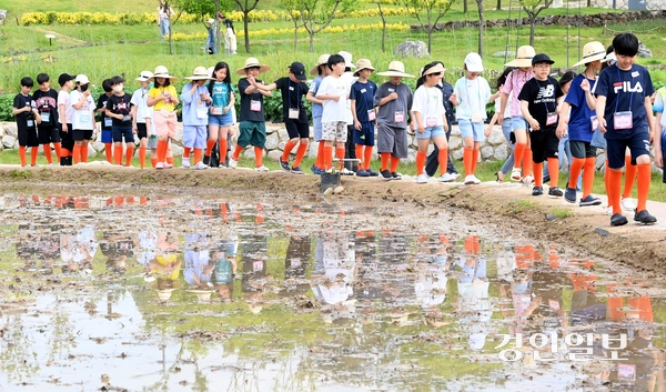 21일 오전 수원시 국립농업박물관에서 열린 ‘토종벼 전통 손 모내기 및 겨릿소 시연’ 행사에서 관계자들이 겨릿소 써레질 시연을 하고 있다. 2025.5.21 /최은성기자 ces7198@kyeongin.com