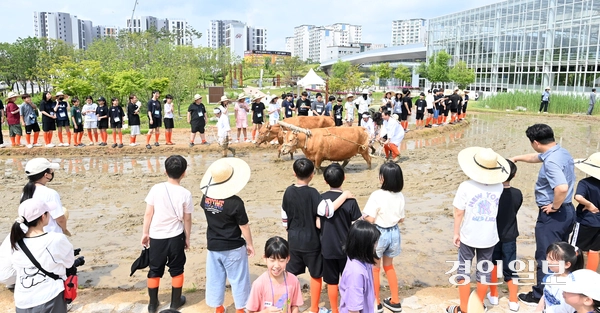 21일 오전 수원시 국립농업박물관에서 열린 ‘토종벼 전통 손 모내기 및 겨릿소 시연’ 행사에서 관계자들이 겨릿소 써레질 시연을 하고 있다. 2025.5.21 /최은성기자 ces7198@kyeongin.com