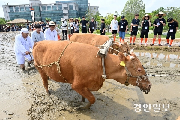 21일 오전 수원시 국립농업박물관에서 열린 ‘토종벼 전통 손 모내기 및 겨릿소 시연’ 행사에서 관계자들이 겨릿소 써레질 시연을 하고 있다. 2025.5.21 /최은성기자 ces7198@kyeongin.com