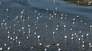 [설 곳 없는 철새·(下)] ‘생태계 나침반’ 철새… 도래지 가치 높이는 요소