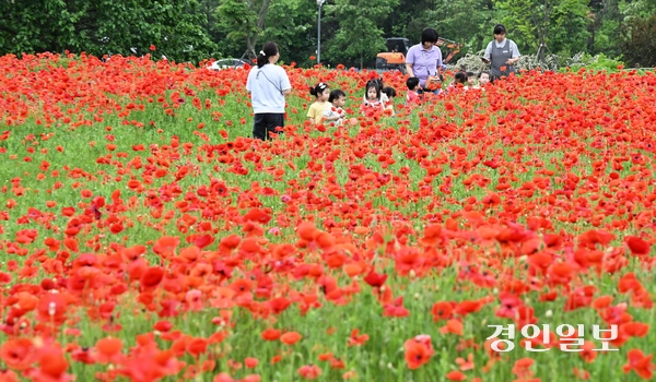 초여름 날씨가 이어진 22일 오전 수원시 권선구 탑동시민농장을 찾은 어린이들이 양귀비 꽃밭을 거닐고 있다. 2025.5.22 /임열수기자 pplys@kyeongin.com