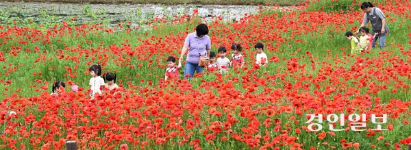 초여름 날씨가 이어진 22일 오전 수원시 권선구 탑동시민농장을 찾은 어린이들이 양귀비 꽃밭을 거닐고 있다. 2025.5.22 /임열수기자 pplys@kyeongin.com