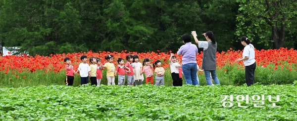 초여름 날씨가 이어진 22일 오전 수원시 권선구 탑동시민농장을 찾은 어린이들이 양귀비 꽃밭을 거닐고 있다. 2025.5.22 /임열수기자 pplys@kyeongin.com