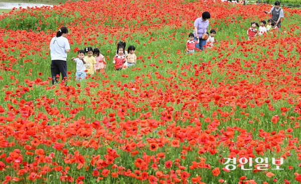 초여름 날씨가 이어진 22일 오전 수원시 권선구 탑동시민농장을 찾은 어린이들이 양귀비 꽃밭을 거닐고 있다. 2025.5.22 /임열수기자 pplys@kyeongin.com