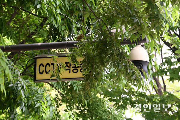 22일 수원시 권선구의 한 거리에 설치된 방범용 CCTV가 나뭇잎에 가려 제 기능을 하지 못한채 방치되고 있다. 2025.5.22 /최은성기자 ces7198@kyeongin.com