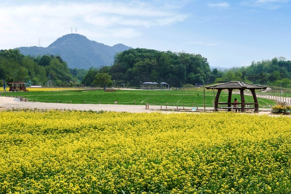 양주시 나리농원에 만개한 유채꽃 사이로 멀리 천보산이 바라 보인다. 2025.5.23 /양주시 제공
