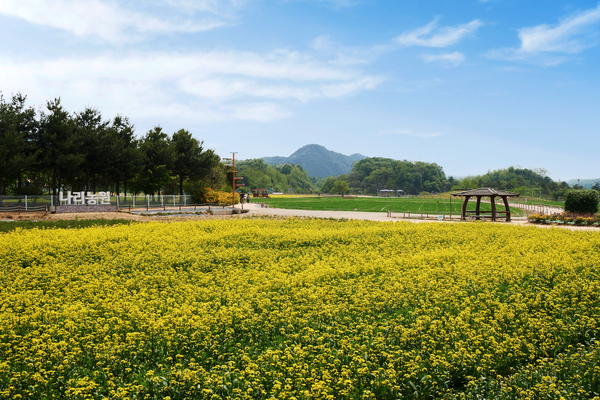 봄꽃 개장을 한 양주시 나리농원에 유채꽃이 물결을 이루고 있다. 2025.5.23 /양주시 제공