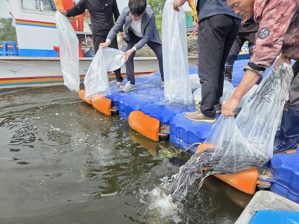 평택시와 어업인들이 28일 내수면 생태계 보호와 어업인 소득 증대를 위해 평택호와 남양호에 뱀장어 치어(어린 고기) 8만9천마리를 방류했다. 2025.5.28 /평택시 제공