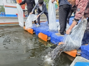 평택시, 뱀장어 치어 8만9천마리 방류