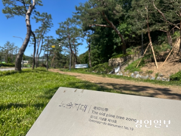 노송지대는 경기도지정 문화유산이자 자연유산이지만, 별도의 소방설비는 설치돼 있지 않다. 2025.6.4 /목은수기자wood@kyeongin.com