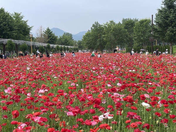 지난 7일 가평 자라섬꽃페스타를 찾은 시민들이 만개한 양귀비 꽃밭을 거닐고 있다. 2025.6.7 가평/김민수기자kms@kyeongin.com