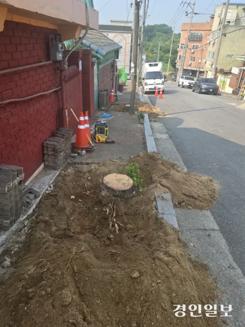 평택시 신창로 일대의 도시경관을 책임졌던 45년 된 은행나무들이 보행개선을 이유로 베어져 있다. 평택/김종호기자 kikjh@kyeongin.com