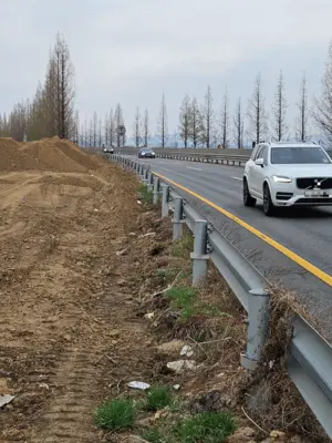 메타세쿼이아 절단 평택시 내부 감사 “도시 숲 보호체계 허술해 죽게했다”