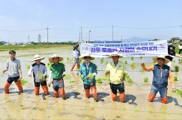 지난 12일 김병수 김포시장과 쌀전업농김포금쌀연구연합회, 김포고촌농업협동조합, (재)김포문화재단 관계자들이 농업기술센터 벼 병해충 예찰실증포에서 김포 토종벼 ‘자광미’ 손모내기 작업을 펼치고 있다. 2025.6.12 /김포시 제공
