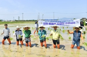 김포시, 토종 벼 ‘자광미’ 상품화 나서… 농업 새 소득원 창출 기대