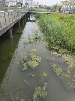 올해 또 녹조·악취·해충… ‘고덕 호수공원 부실관리’ 평택시 힐난