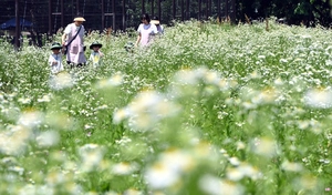 [포토] 향으로 촉감으로… 흐드러진 개망초 만끽