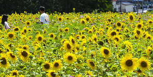 [화보] 여름을 품은 해바라기